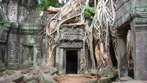 Porte sous une racine d'arbre à angkor wat au cambodge