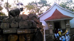 anuradhapura sri lanka entrée du temple de l'arbre bodhi avec la branche sacrée et les grands singes blancs
