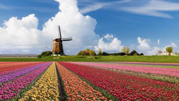 moulin derrière champ de tulipe en hollande aux pays-bas