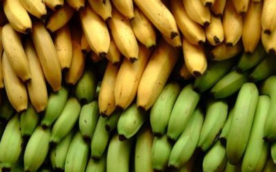 L’aventure africaine VI – Banane & riz sont tes amis
