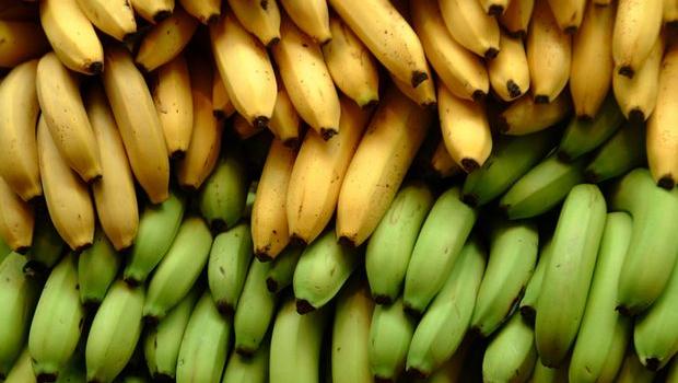 Bananes vertes et jaunes, mûres et pas mûres
