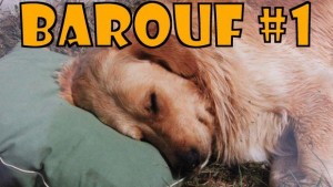 un golden retriever endormi allongé sur un oreillé labrador