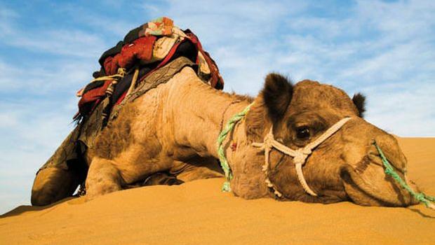 Dromadaire épuisé couché sur une dune de sable