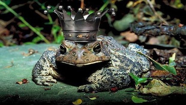 Crapaud avec une couronne, crapaud couronné