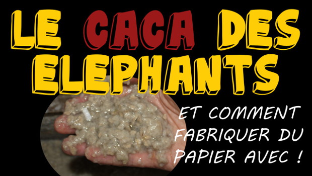 Le caca des éléphants