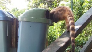 Coati fouillant dans une poubelle à Iguazu