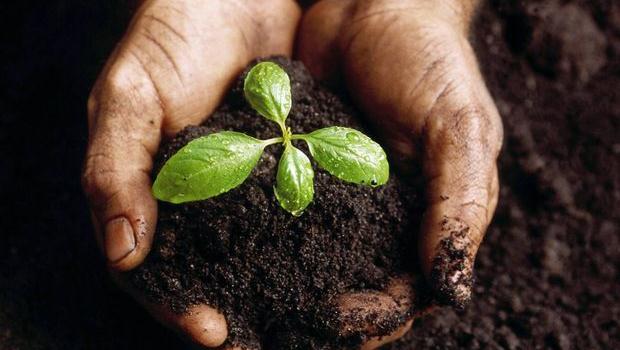 Plante qui pousse entre les mains de l'homme