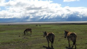 Zèbres en liberté dans le cratère du Ngorongoro