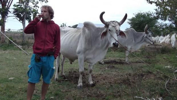 Nabolo fume un cigare à côté de vaches cubaines