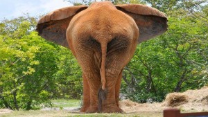Un éléphant marron orangé de dos en train de brouter