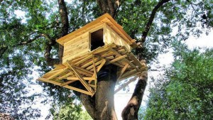 Cabane dans un arbre perchée