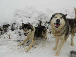 Chiens de traîneau huskies dans la neige avec les yeux vairons marron et bleus
