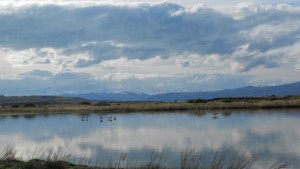 lac de patagonie avec des oiseaux