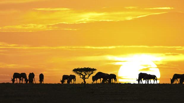 Levé de soleil en Afrique sur la silhouette d'un acacia et des animaux