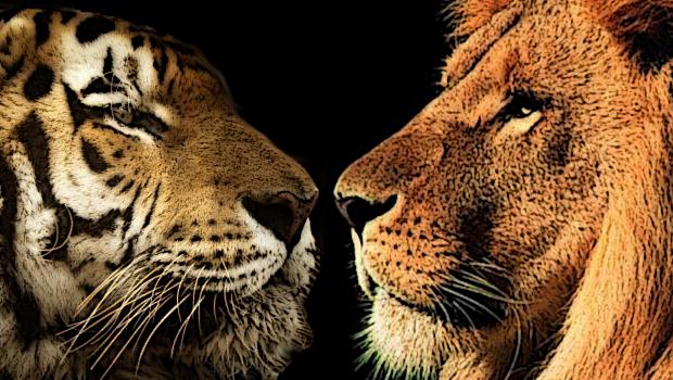 Un lion et un tigre se font face prêts à combattre