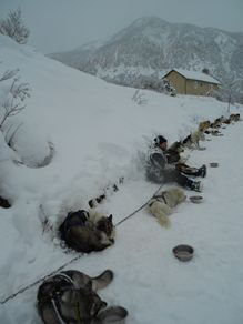 Nabolo mendie dans la neige vec des chiens de traineau
