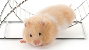 hamster beige quittant sa roue sur fond blanc