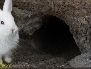lapin blanc devant son trou comme dans alice au pays de merveilles