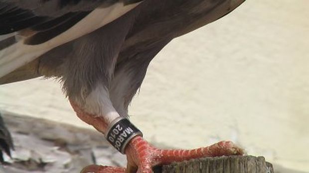 Gros plan sur une patte de pigeon bagué