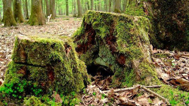 Vieilles souches d'arbre avec de la mousse