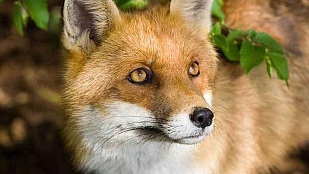 Beau renard roux au regard insoumis