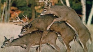 Accouplement de deux cerfs et d'une biche