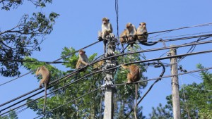 galle singes sri lanka macaques sur un poteau électrique