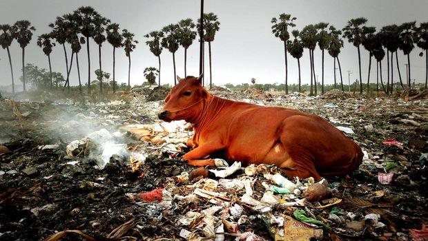 Vache sacrée couchée sur un tas d'ordures en Inde