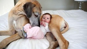 Maman chien et bébé humain